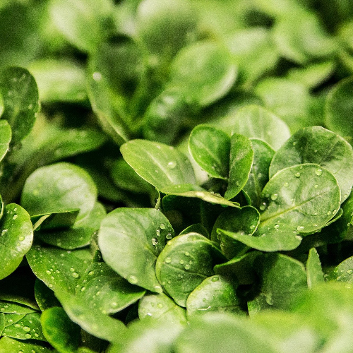 Garten und Hausmeisterservice LOSSNER